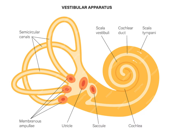 Trauma and Inner Ear Problems - Harmony Physical Therapy